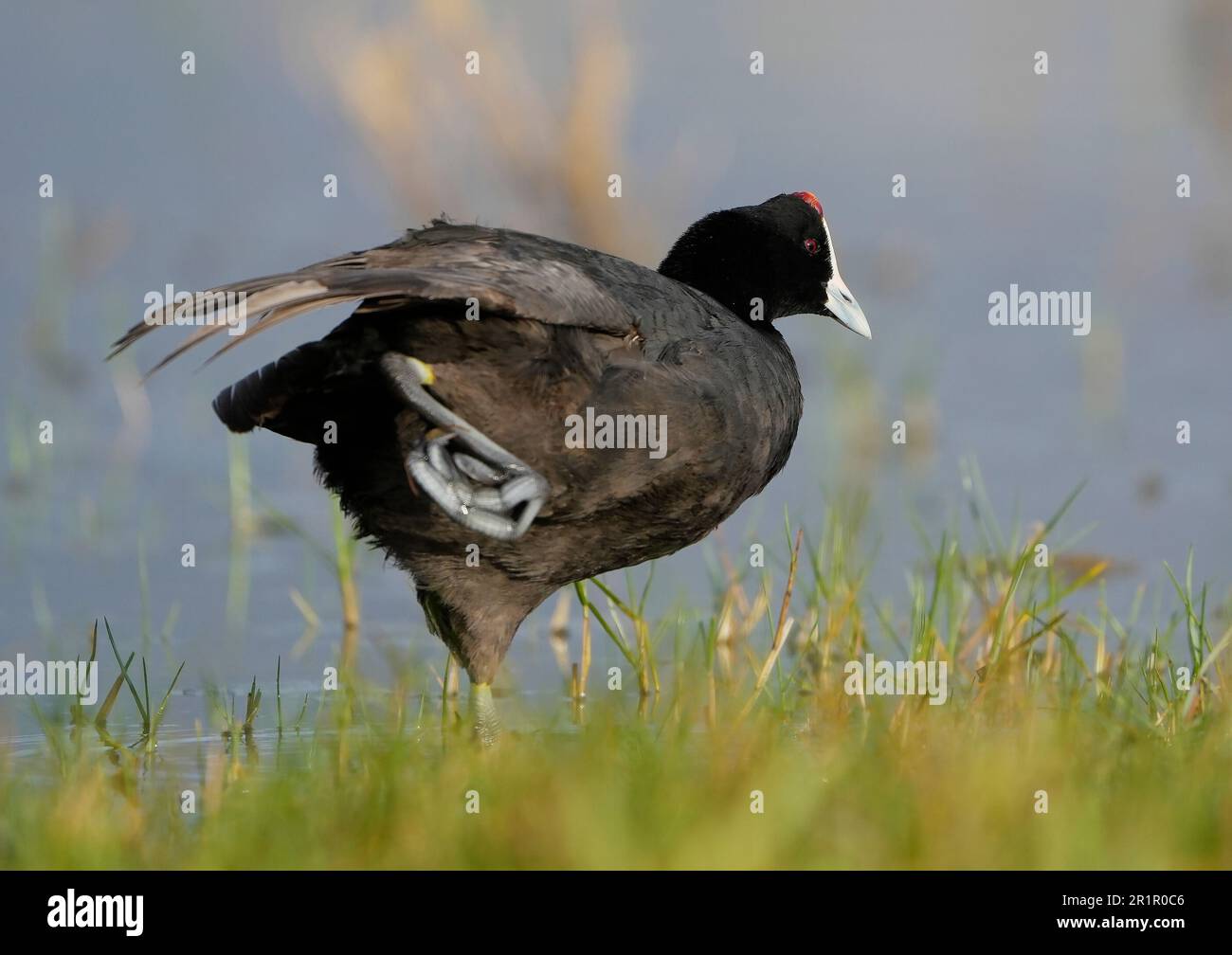 Rotknöpfe Coot (Fulica cristata), bot River Lagune, Overberg, Südafrika. Stockfoto