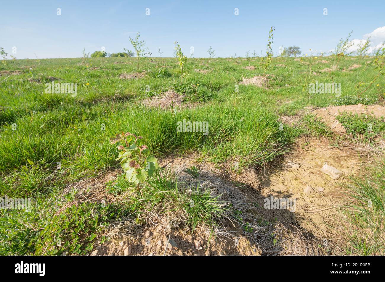 Silberbirkenreihen, Betula pendula, ein Jahr nach der Pflanzung auf der Banc Farm, Brechfa, Carmarthenshire, Wales, Großbritannien Stockfoto