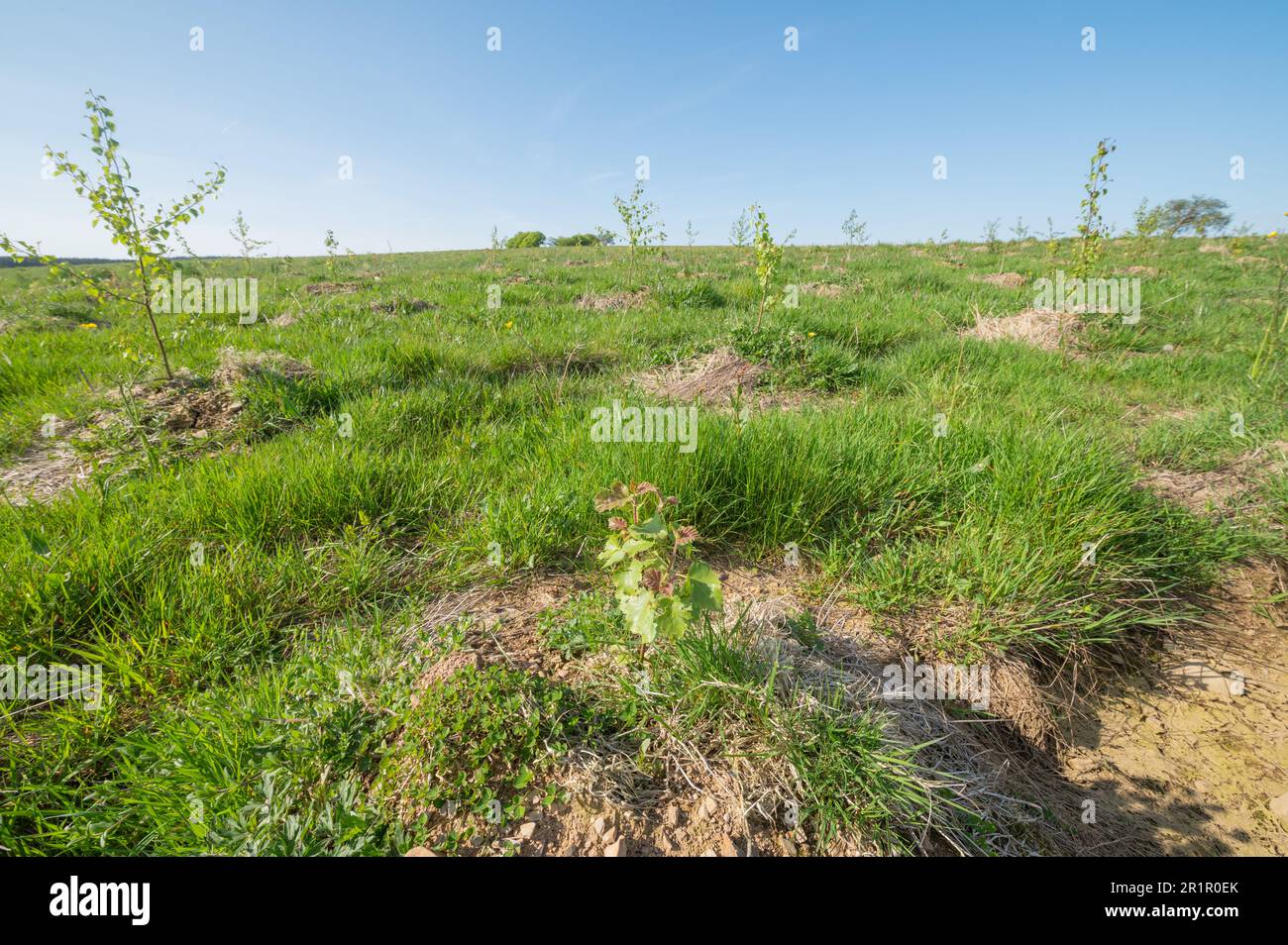 Silberbirkenreihen, Betula pendula, ein Jahr nach der Pflanzung auf der Banc Farm, Brechfa, Carmarthenshire, Wales, Großbritannien Stockfoto