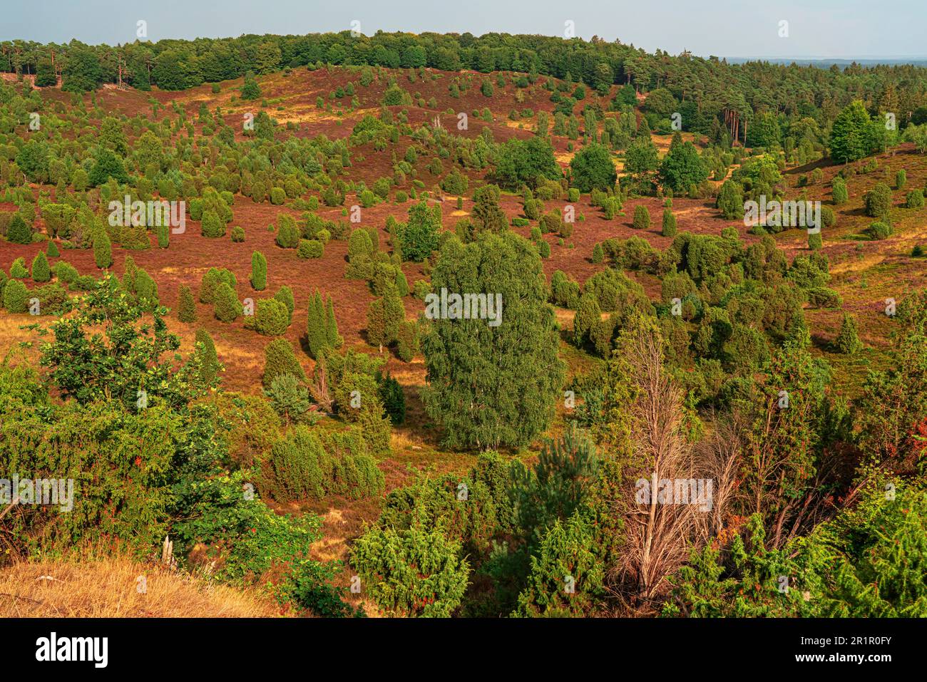 Blick vom Wilseder Berg auf die Heillandschaft Stockfoto