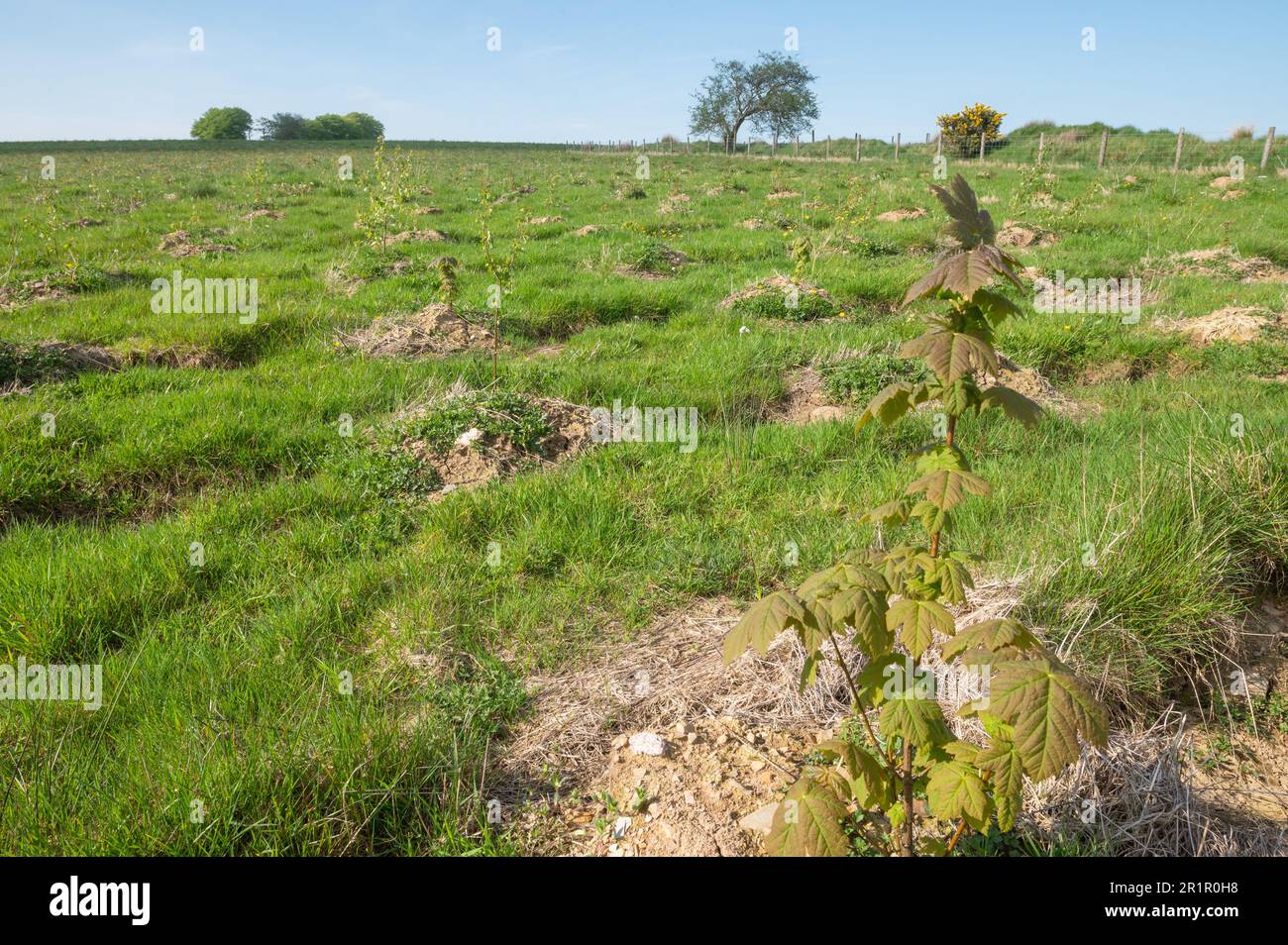 Reihen von Sycamore (Acer pseudoplatanus) und Silberbirke, Betula pendula, ein Jahr nach dem Anpflanzen auf Banc Farm, Brechfa, Carmarthenshire, Wales, Vereinigtes Königreich Stockfoto