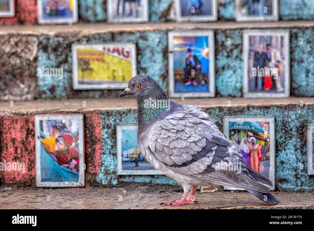 Taube auf bunt bemalten Treppen mit Straßenkunst, Marseille, Provence-Alpes-Cote d'Azur, Frankreich, Stockfoto
