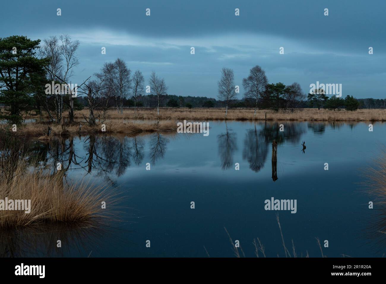 Das Pietzmoor in der Lüneburger Heide. Stockfoto