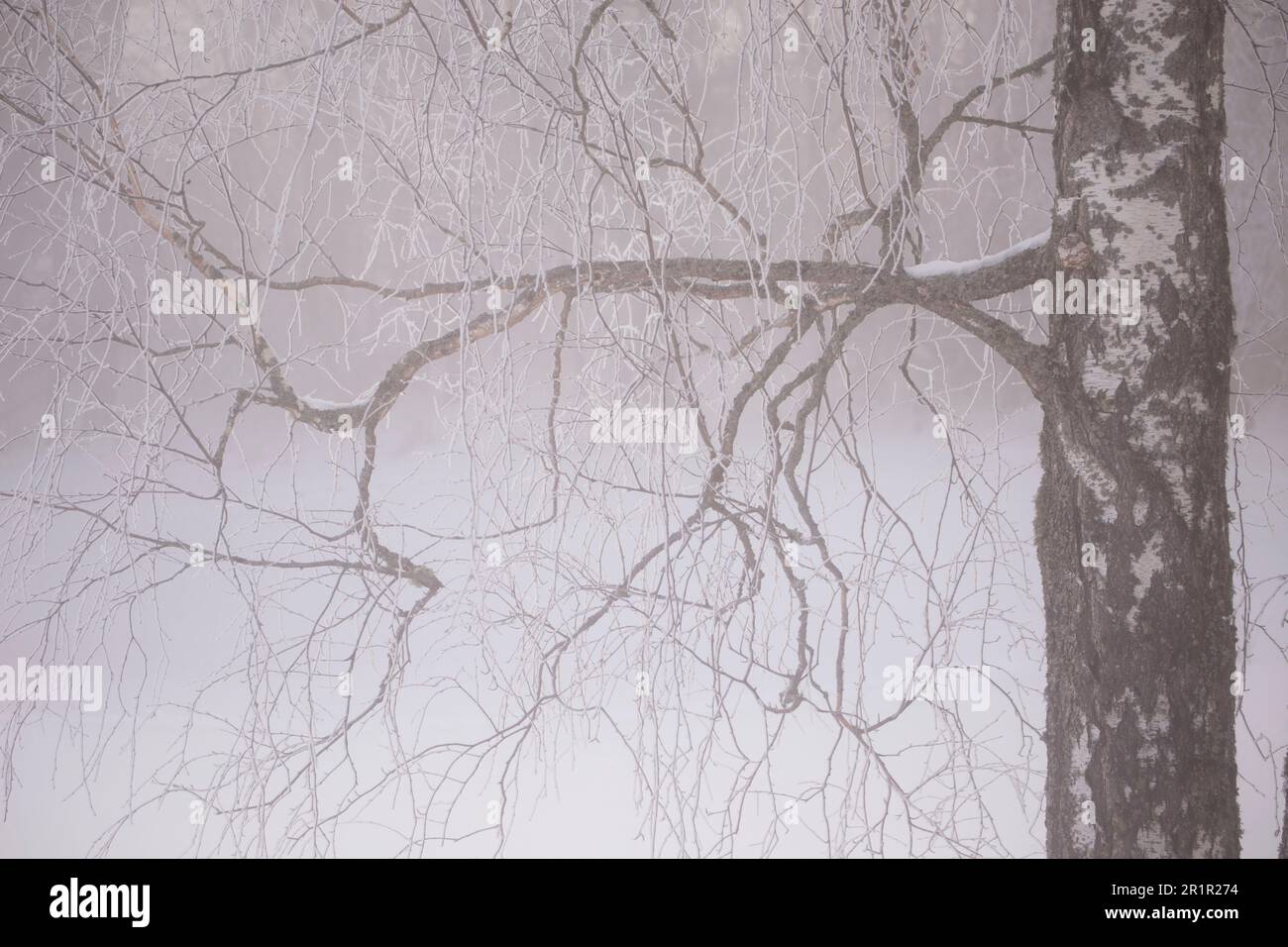 Birkenstamm, dicker Ast, nebiger Morgen, Winterszene Stockfoto