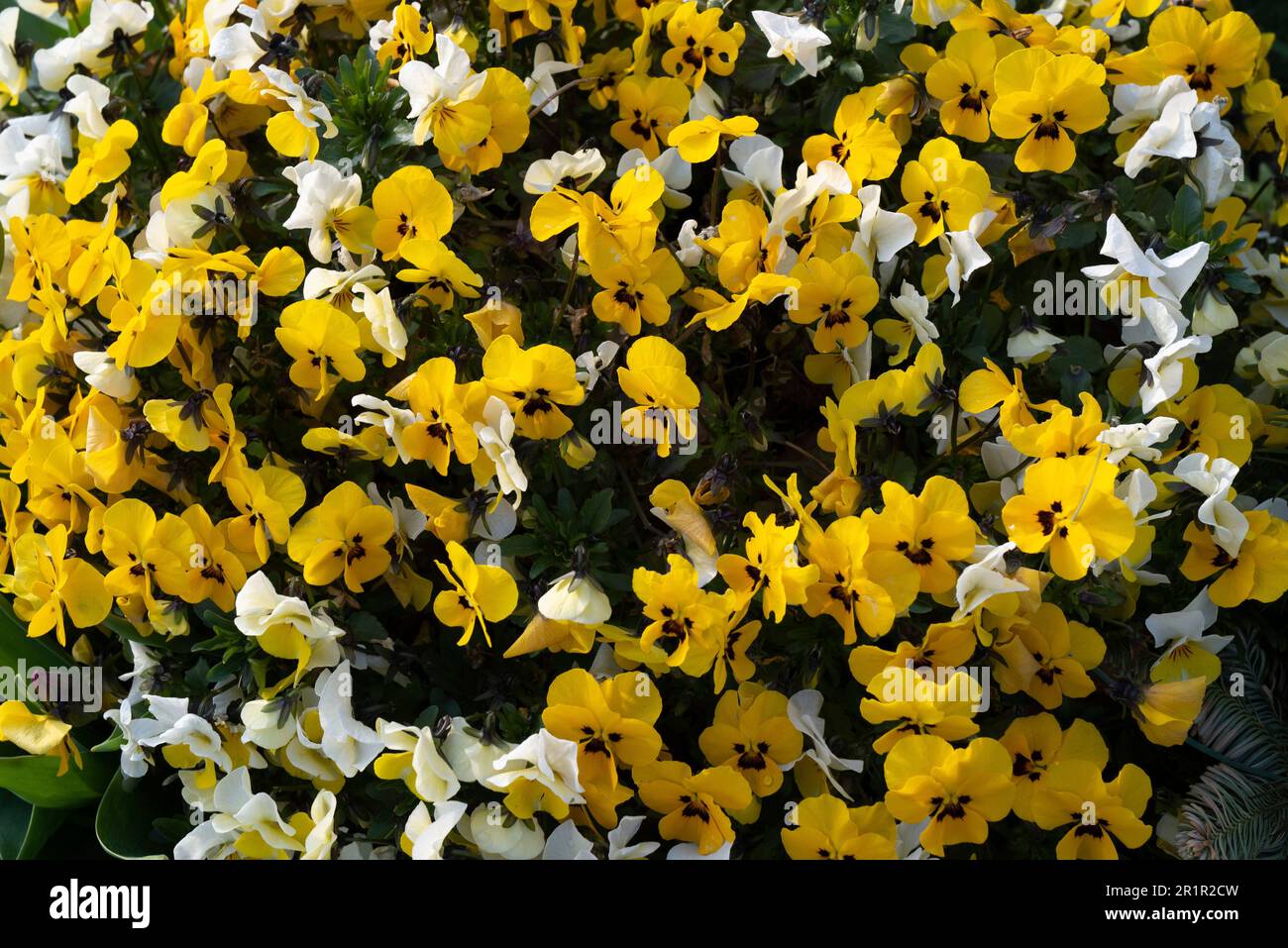 Friedhof, Frühjahrspflanzung, Frühling, April, gelb Stockfoto