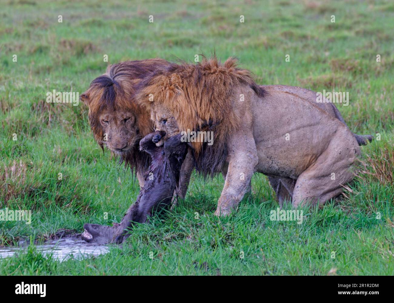 Zwei Mähnenlöwen (Panthera leo), die eine gefleckte Hyäne töten, Masai Mara Game Reserve; Kenia Stockfoto