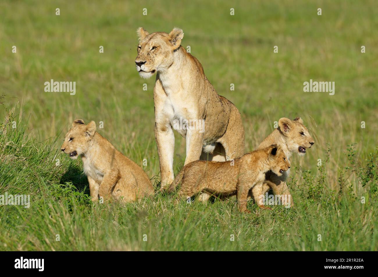 Löwin mit Jungen (Panthera leo), Maasai Mara Game Reserve, Kenia Stockfoto