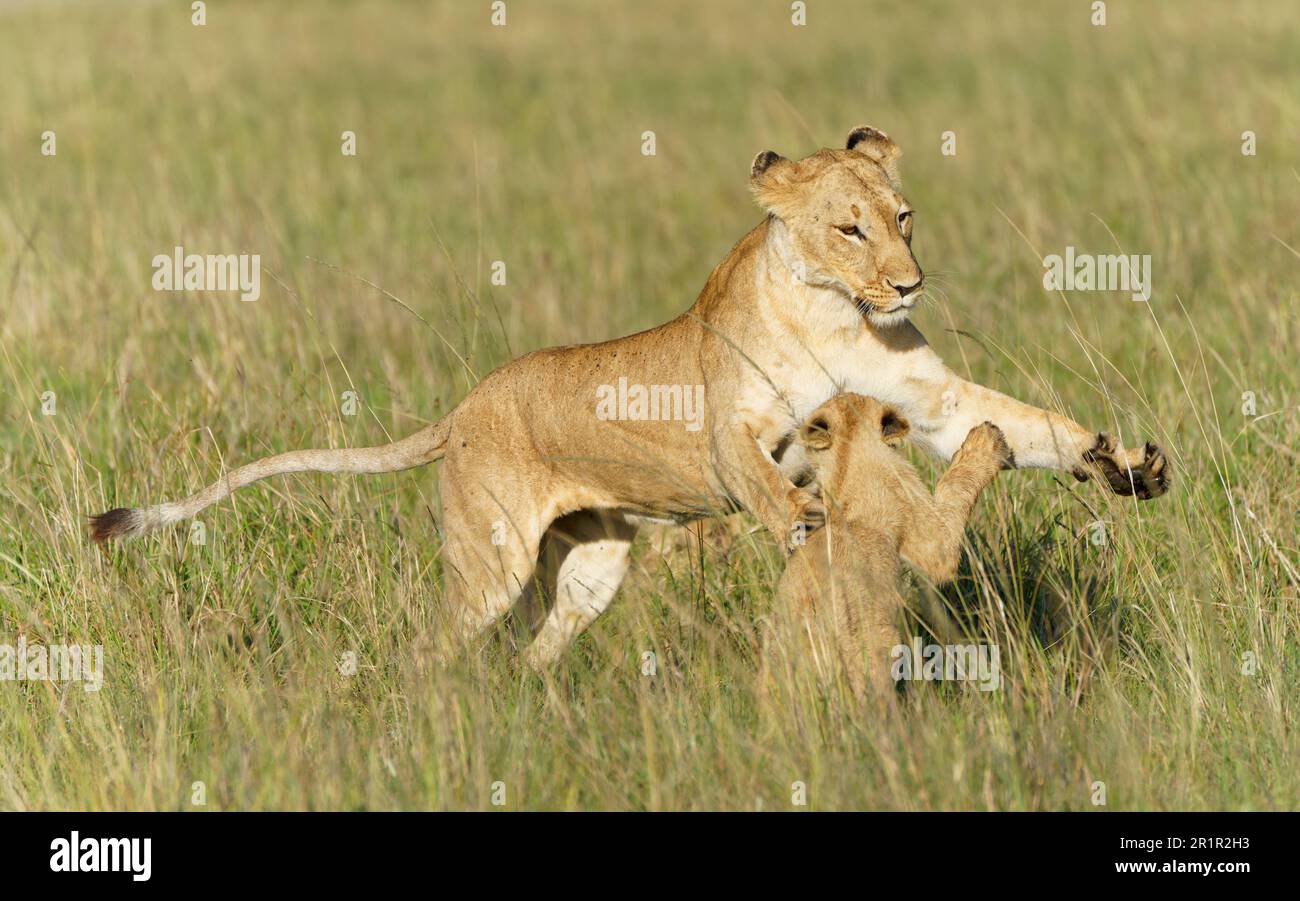 Löwin, die mit Jungen spielt (Panthera leo) Stockfoto