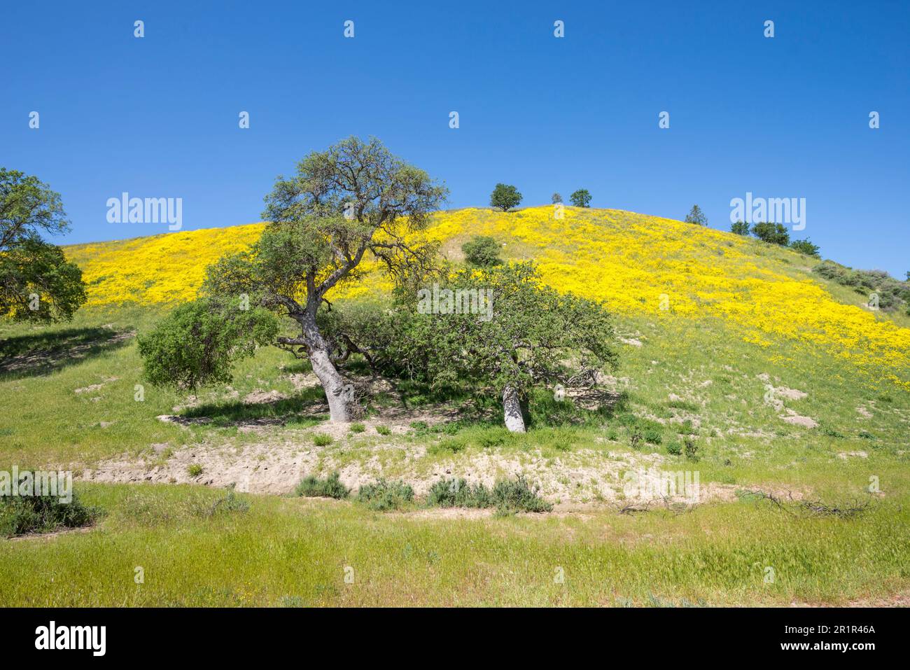 Im Frühling blühen Wildblumen auf der California State Route 58 in Santa Margarita, Kalifornien. Stockfoto