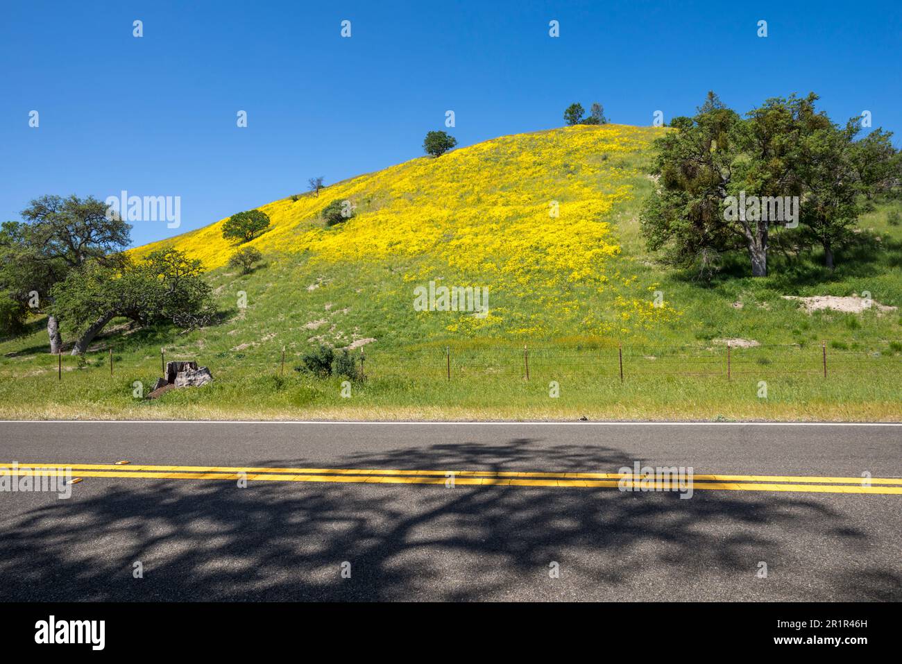 Im Frühling blühen Wildblumen auf der California State Route 58 in Santa Margarita, Kalifornien. Stockfoto