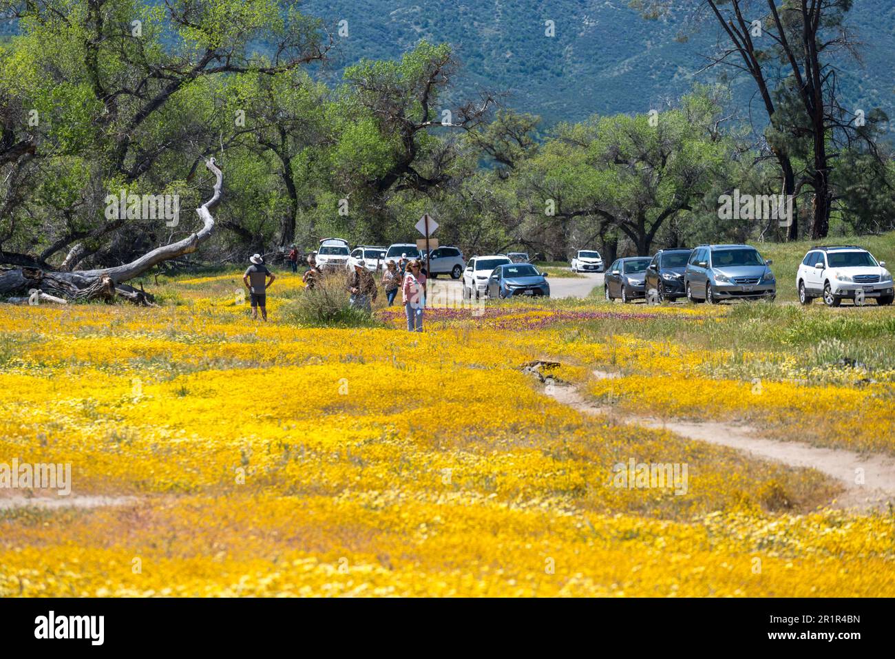 Wildblumen blühen auf der Shell Creek Road in Santa Margarita, Kalifornien. Stockfoto