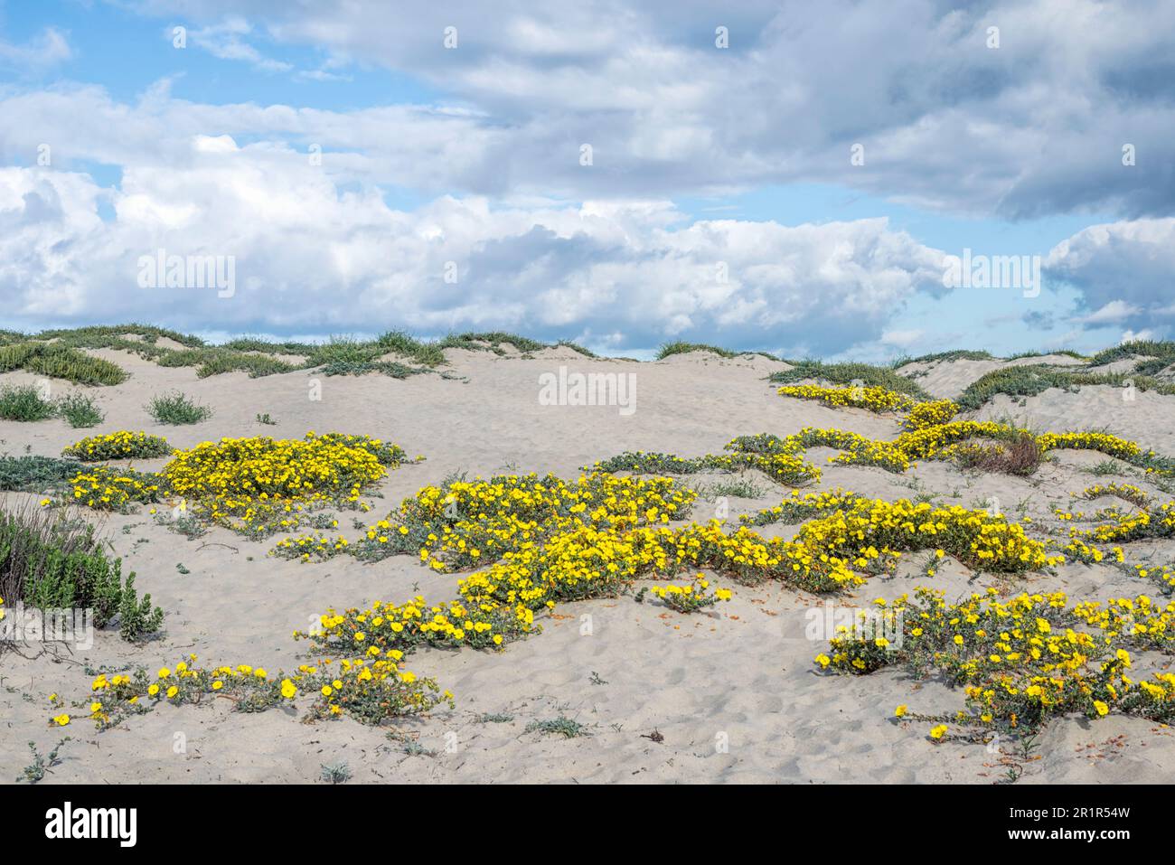 Wildblumen wachsen am Dog Beach in der Ocean Beach Gemeinde von San Diego, Kalifornien. Stockfoto