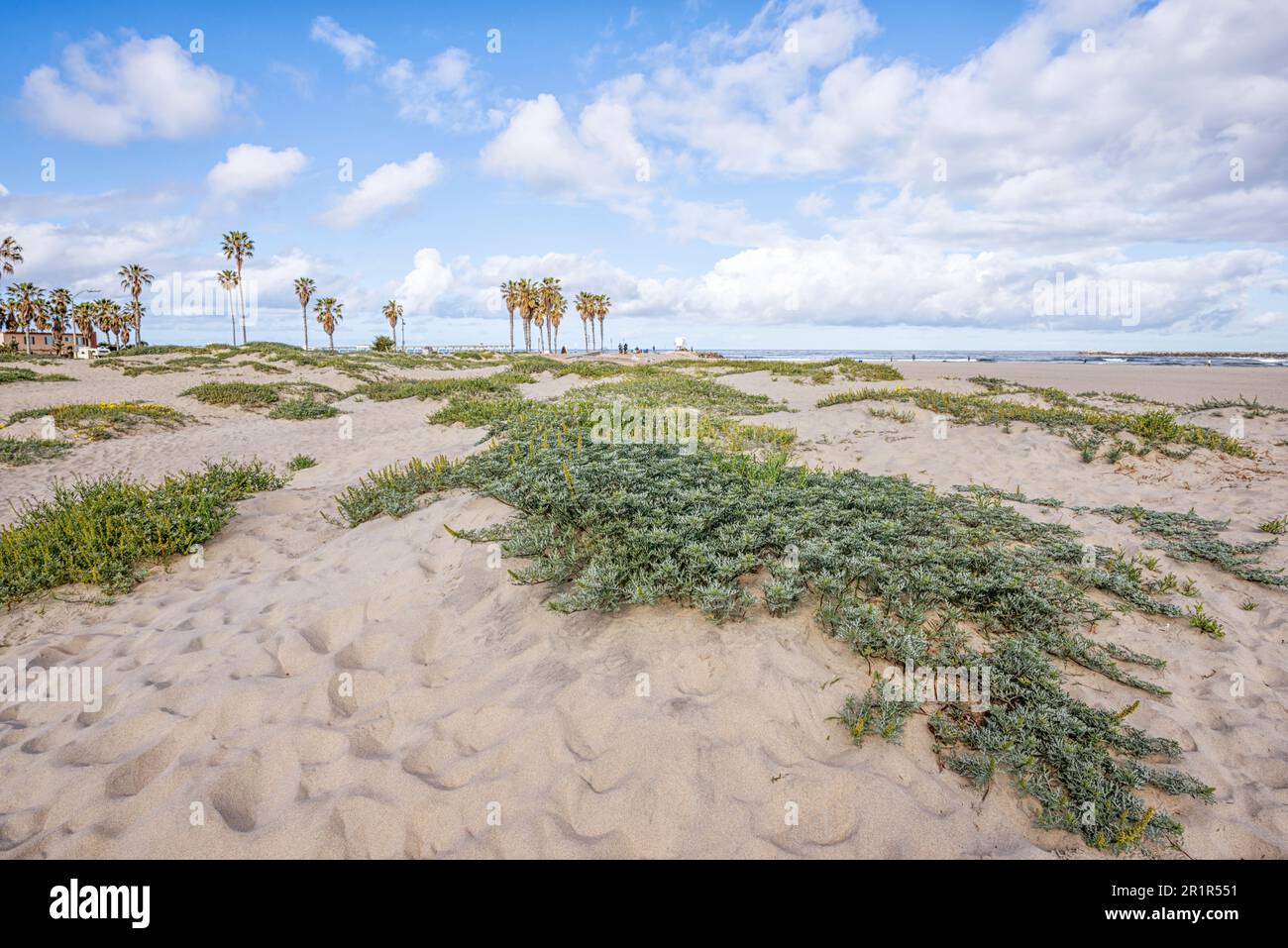 Wildblumen wachsen am Dog Beach in der Ocean Beach Gemeinde von San Diego, Kalifornien. Stockfoto