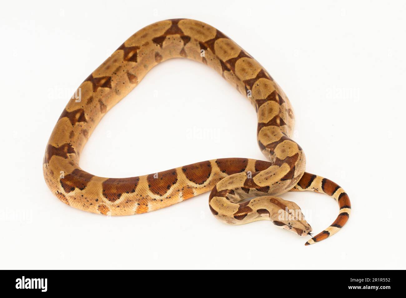 Lachs-Boa-Constrictor-Schlange isoliert auf weißem Hintergrund Stockfoto
