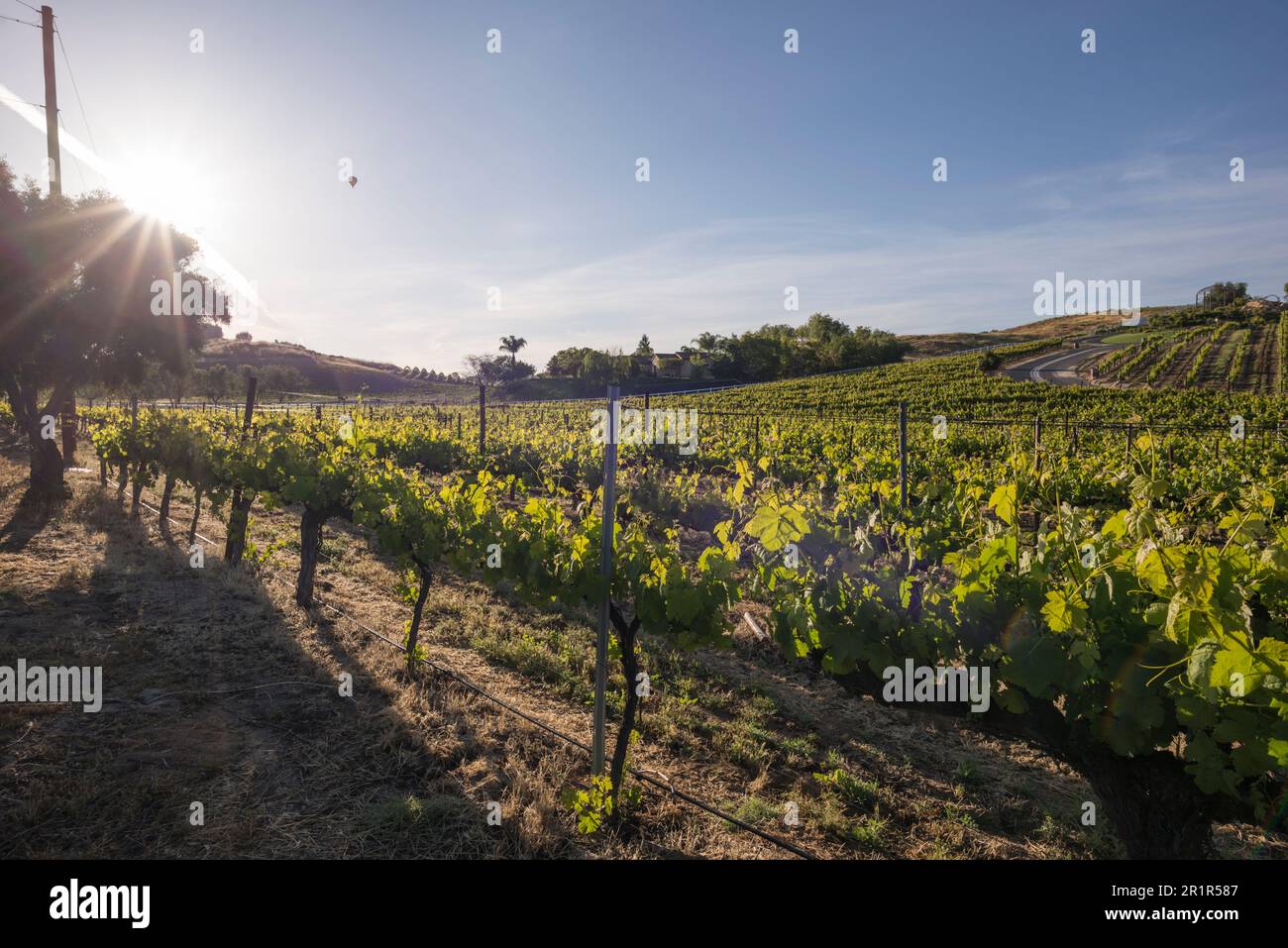 Malerischer Blick auf die Weinberge in Temecula, Kalifornien im Frühling. Stockfoto