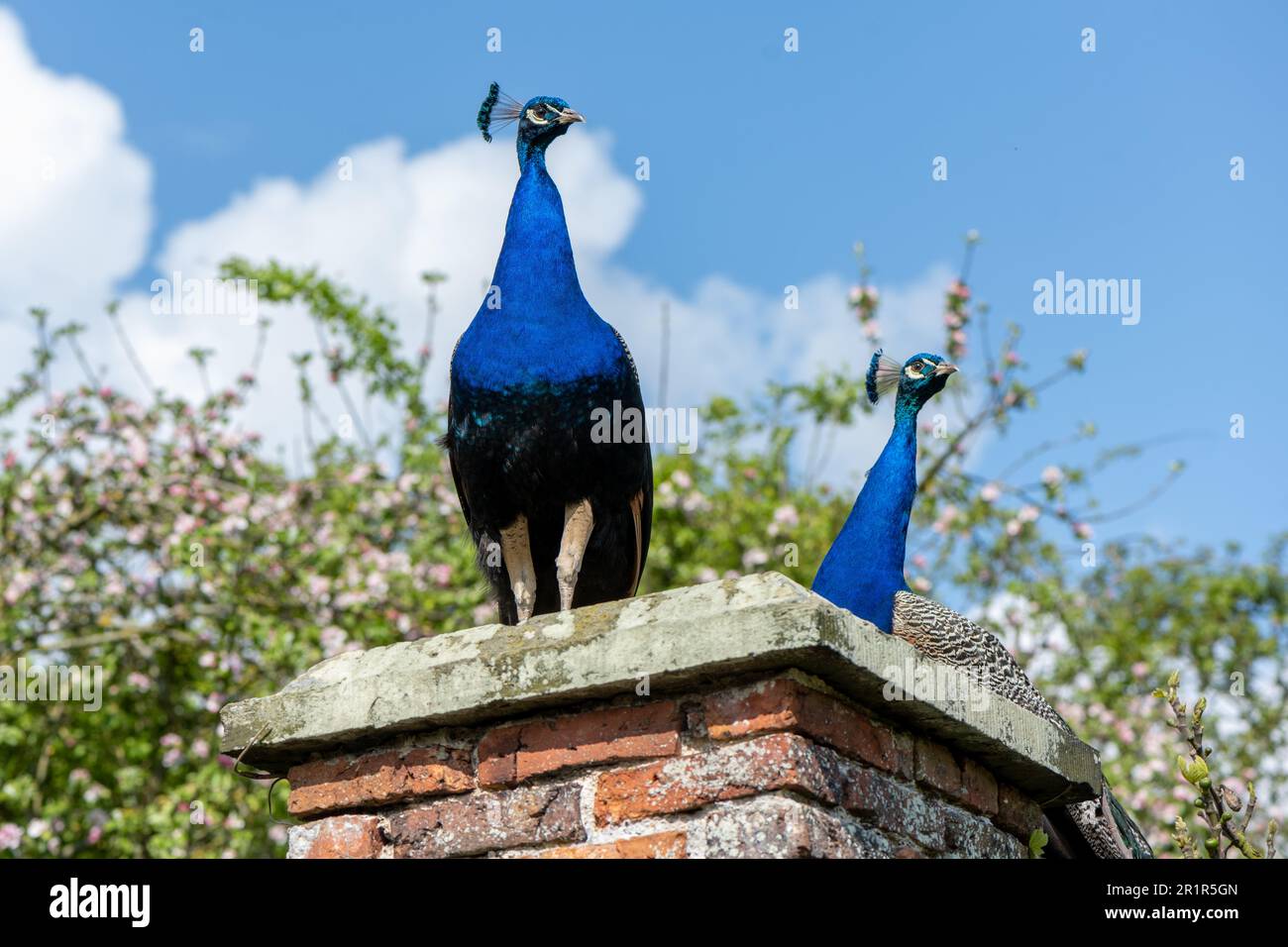 Ein Paar Pfauen, die die Augen offen halten, Castle Howard, North Yorkshire, Großbritannien Stockfoto