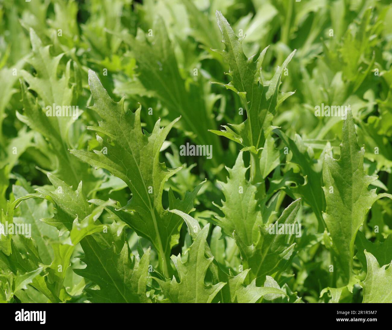 Mizuna Kyoto Geht Stockfoto