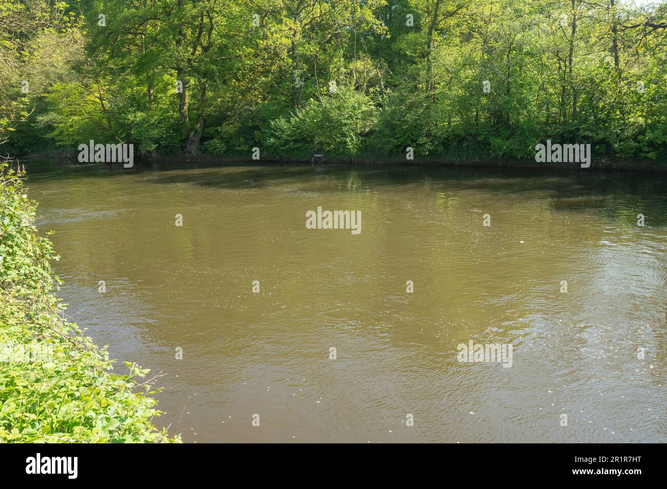 Fluss Towy bei Nantgaredig trüben mit Phytoplankton bei warmem Wetter am 13. Mai 2023 Stockfoto