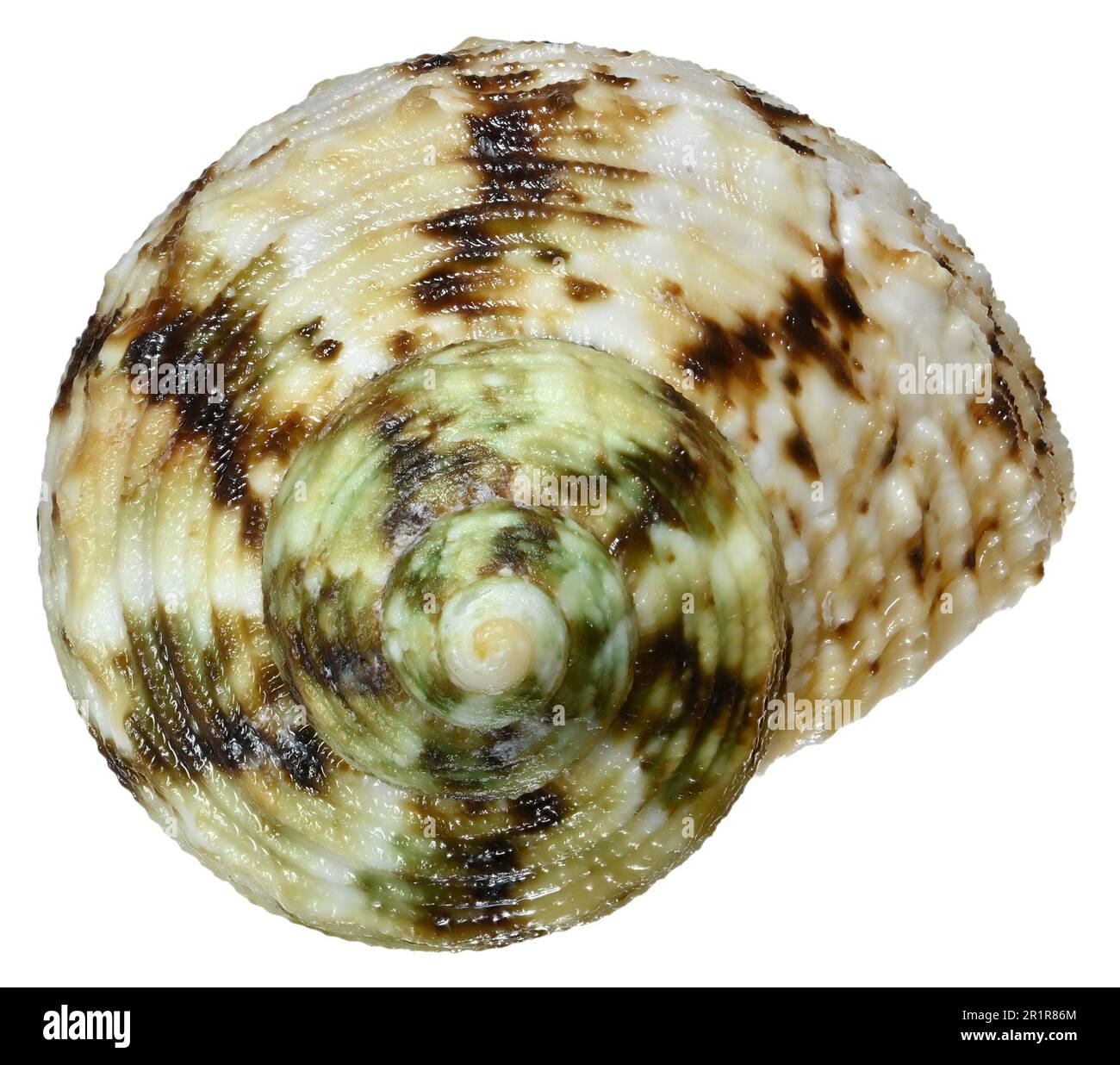 Turban/Turbo Shell (Turbo Argyrostomus) mit Goldmund c4cm Stockfoto