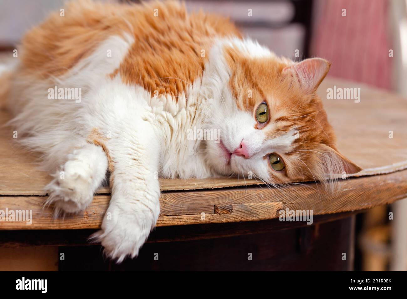 Wunderschöne rothaarige weiße Katze liegt zur Entspannung auf Holzbrett Stockfoto