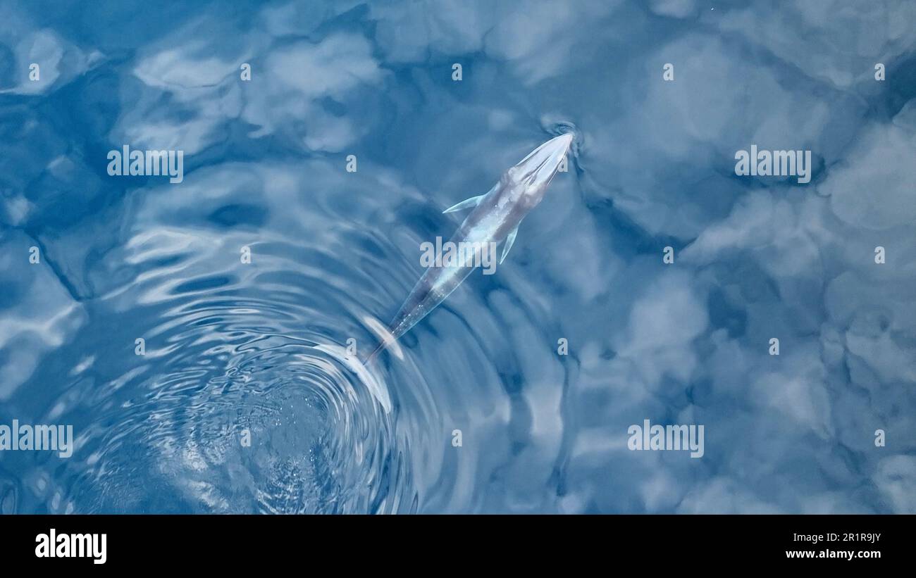 Ein Bryde-Wal, Balaenoptera edeni, schwimmt an der Oberfläche und taucht dann in die Tiefen des tropischen Pazifischen Ozeans in Raja Ampat, Indonesien. Stockfoto
