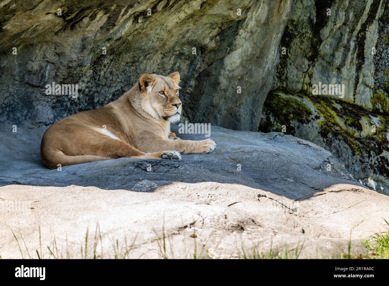 Ein Löwe ruht im Woodland Park Zoo in Seattle, Washiongton. Stockfoto