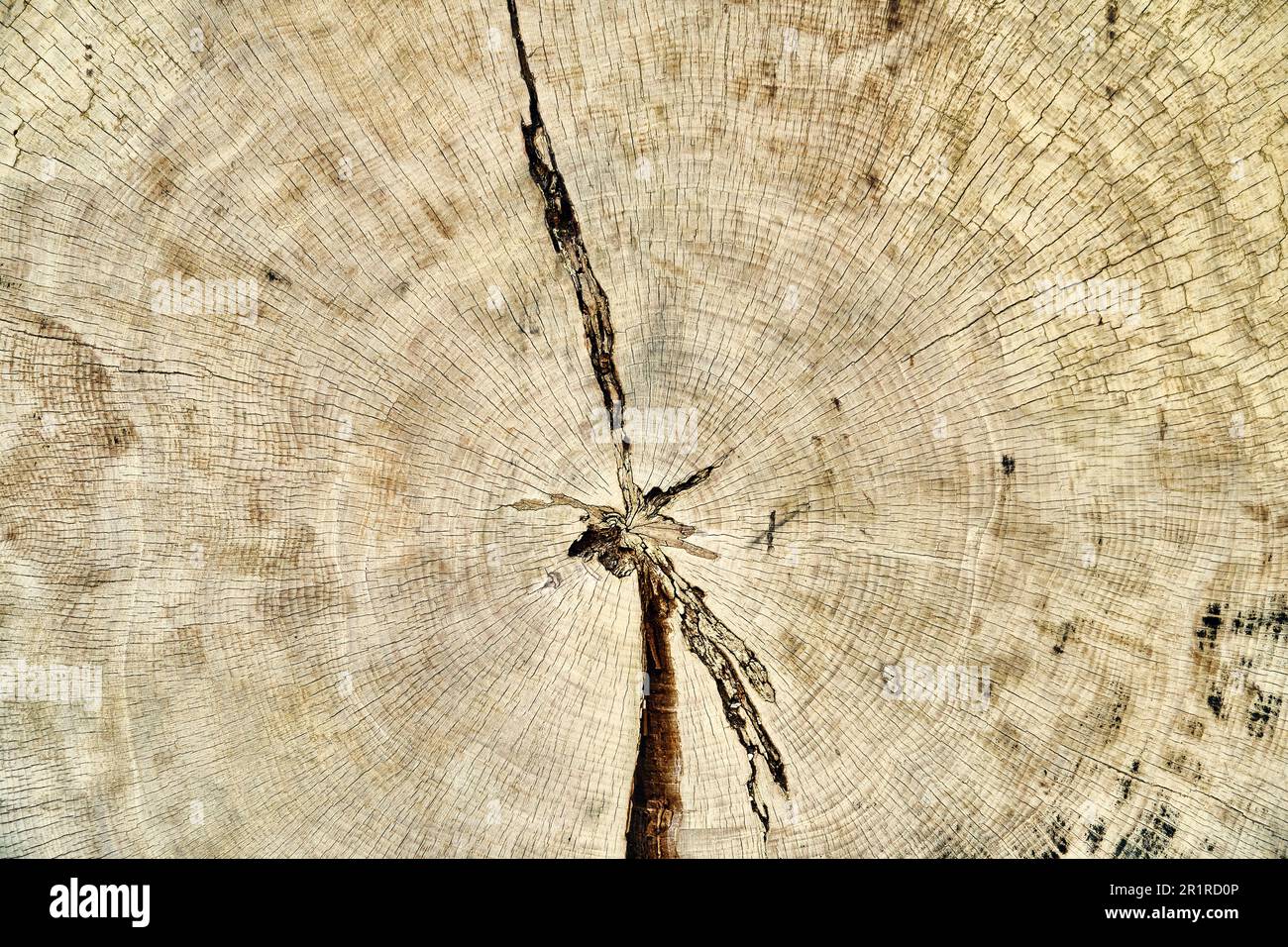 Querschnitt eines Baumstamms. Die jährlichen Ringe sind leicht zu sehen. Stockfoto