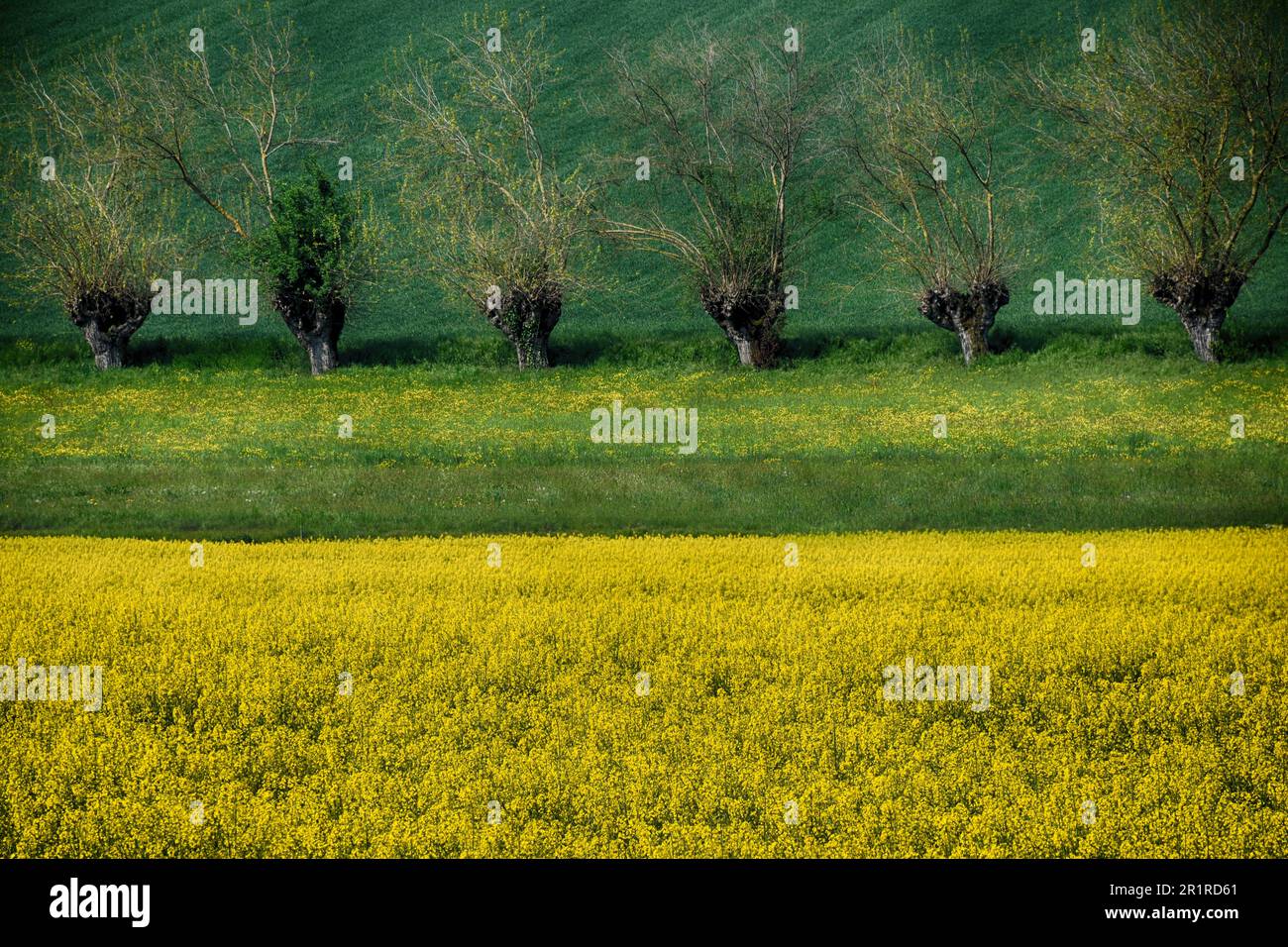 Maulbeerbäume an einem Rapsfeld, Lobbi, Alessandria, Piemont, Italien Stockfoto