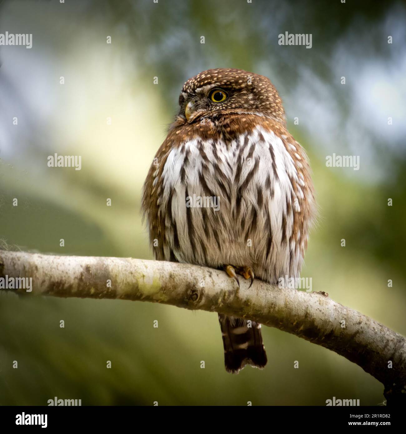 Nahaufnahme einer Pygmy Owl auf einem Zweig, British Columbia, Kanada Stockfoto
