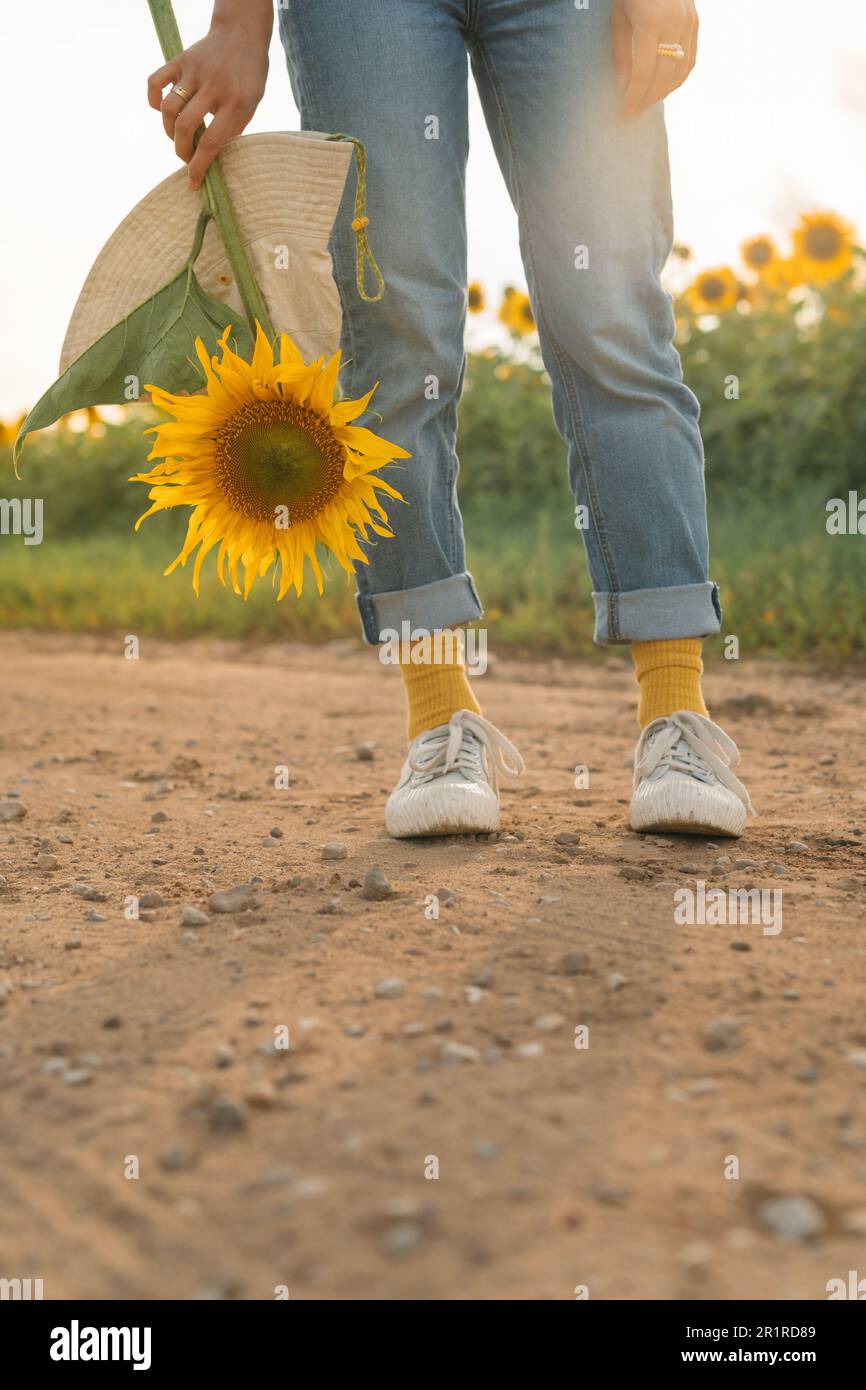 Nahaufnahme einer Frau mit einer frisch gepflückten Sonnenblume, Weißrussland Stockfoto