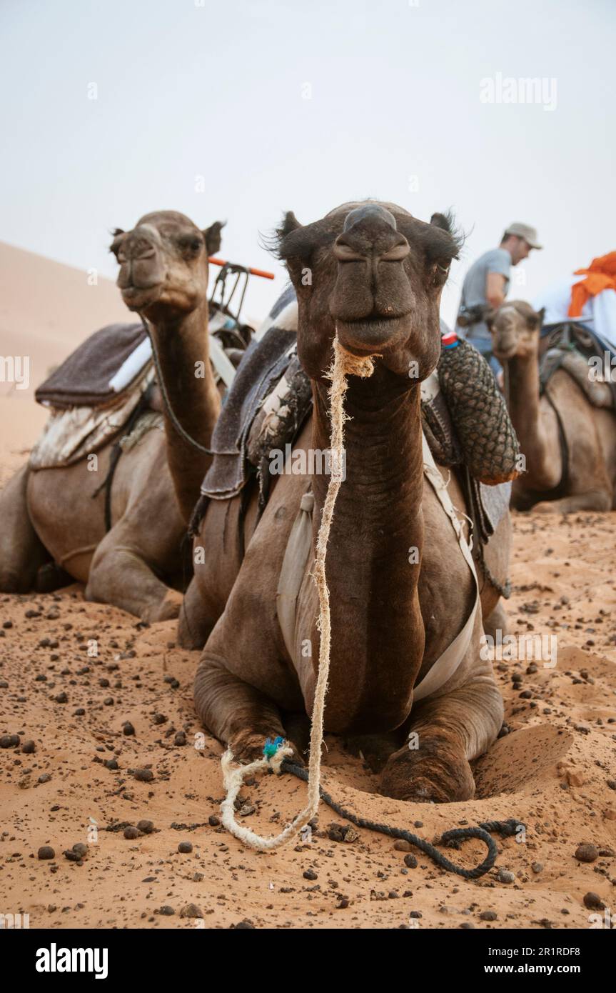 Ein Mann, der neben einem Kamelzug steht, der in der Sahara-Wüste, Marokko ruht Stockfoto