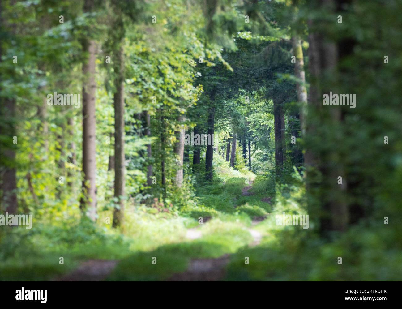 Unbefestigte Straße im Wald mit Fluchtpunkt im Hintergrund, Bialowieza-Wald, Polen, Europa. Stockfoto
