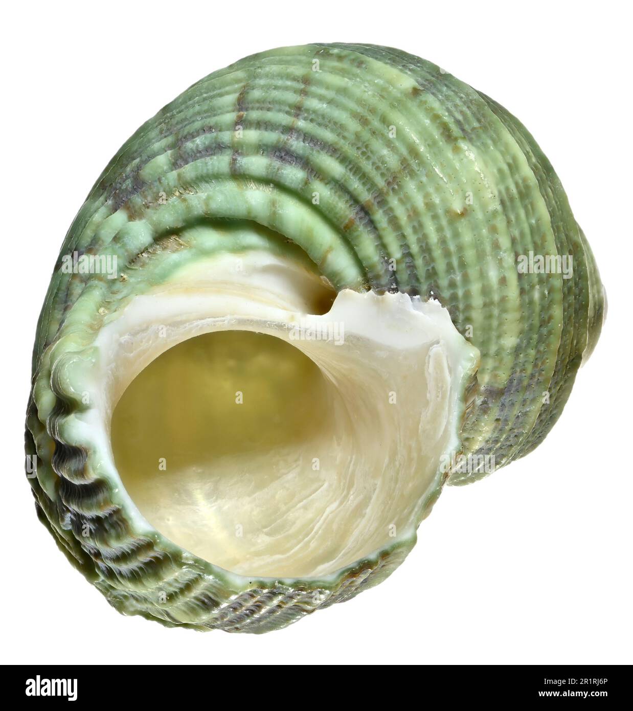 Turban/Turbo Shell (Turbo Argyrostomus) c4cm Stockfoto