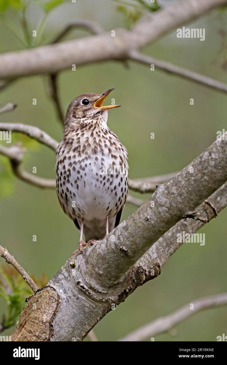Song Thrush singt bei Nags Head RSPB Reserve Gloucestershire UK Stockfoto