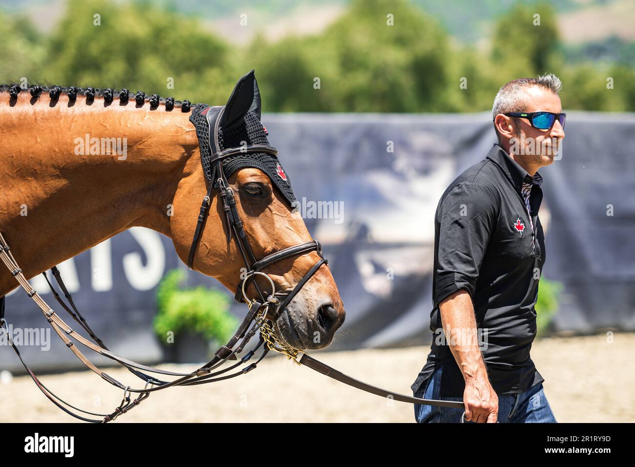 Am 14. Mai 2023 wird ein Pferd des Teams Canada vom Bräutigam beim FEI Nations Cup 2023 in San Juan Capistrano zum Aufwärmring geführt. Stockfoto