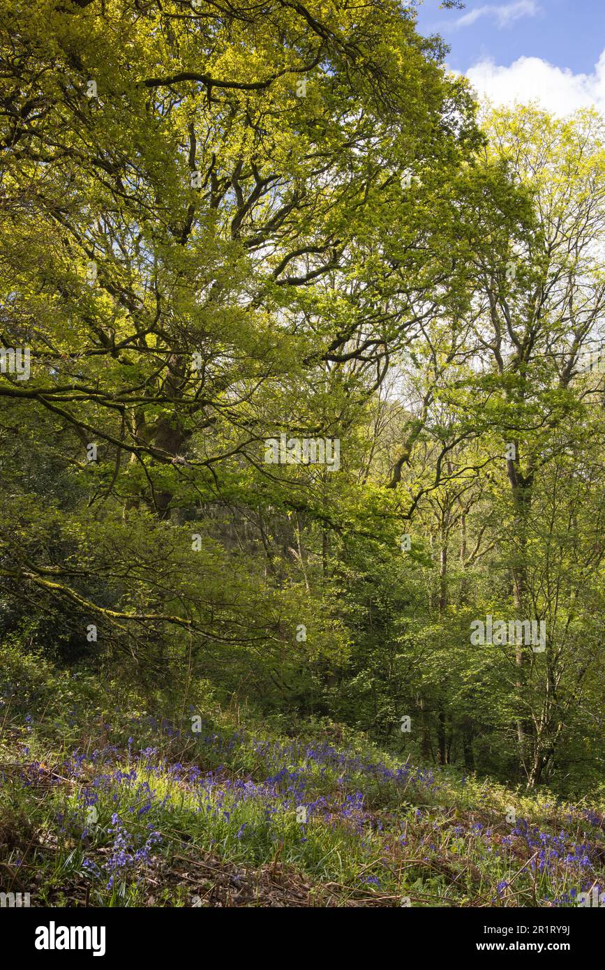 Auf dem Waldboden wuchsen Blauglocken, während das Sonnenlicht durch die Bäume auf die Blumen im alten Waldland Nr. Cheltenham UK scheint Stockfoto