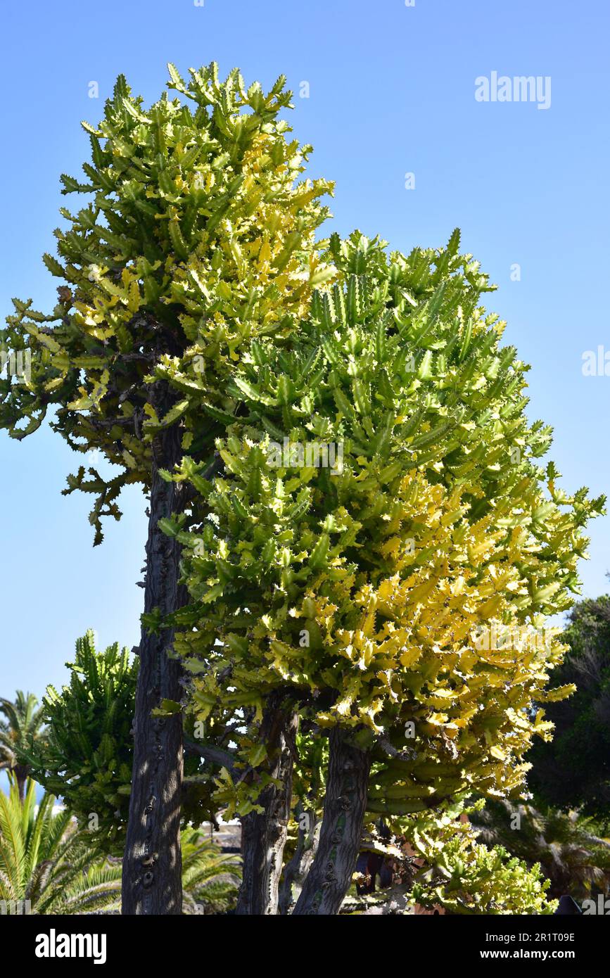 Naboom (Euphorbia ingens) ist ein saftiger Strauß, der im südlichen Afrika endemisch ist. Ihr Latex ist giftig. Stockfoto