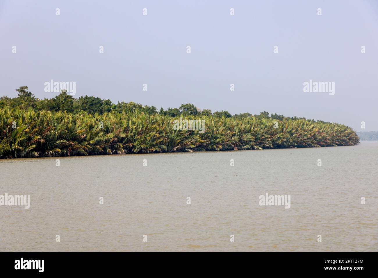 Typische NipaPalme (Nipa fruticans).Dieses Foto wurde aus dem