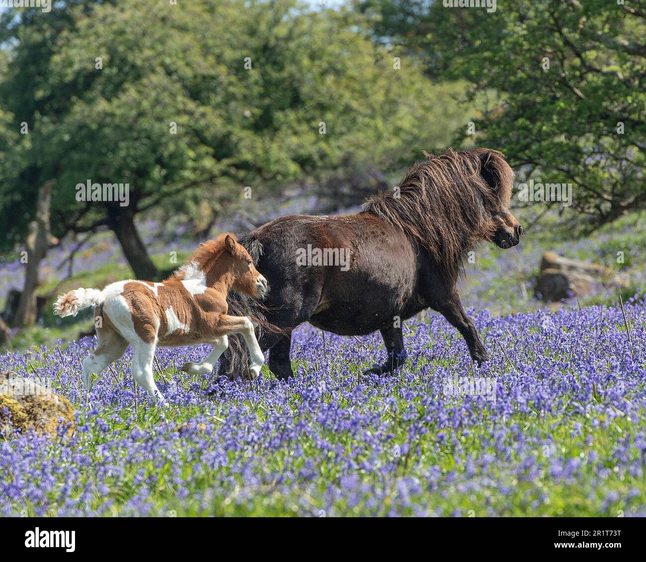 mare und Fohlen galoppieren auf Dartmoor Stockfoto