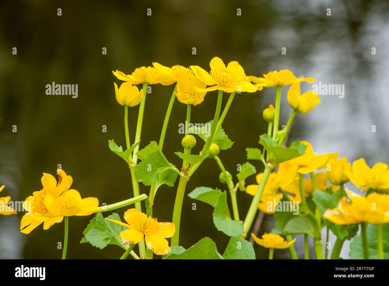 Große goldene Blüten von Marshmarsholz, auch bekannt als Königsbecher, mit Wasser verschwommen im Hintergrund Stockfoto