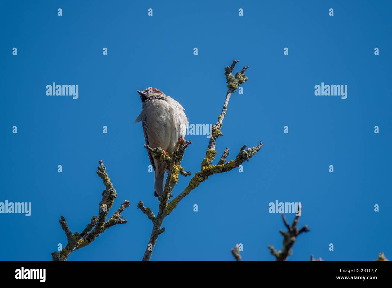 Spatzenpasser domesticus, hoch oben in einem Baum mit blauem Himmel im Hintergrund Stockfoto