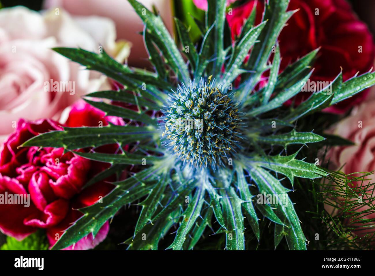 Nahaufnahme der Blüte des Eryngium planum im Blumenstrauß Stockfoto
