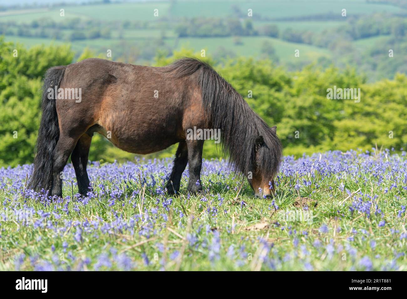Pony grast in Blumen Stockfoto