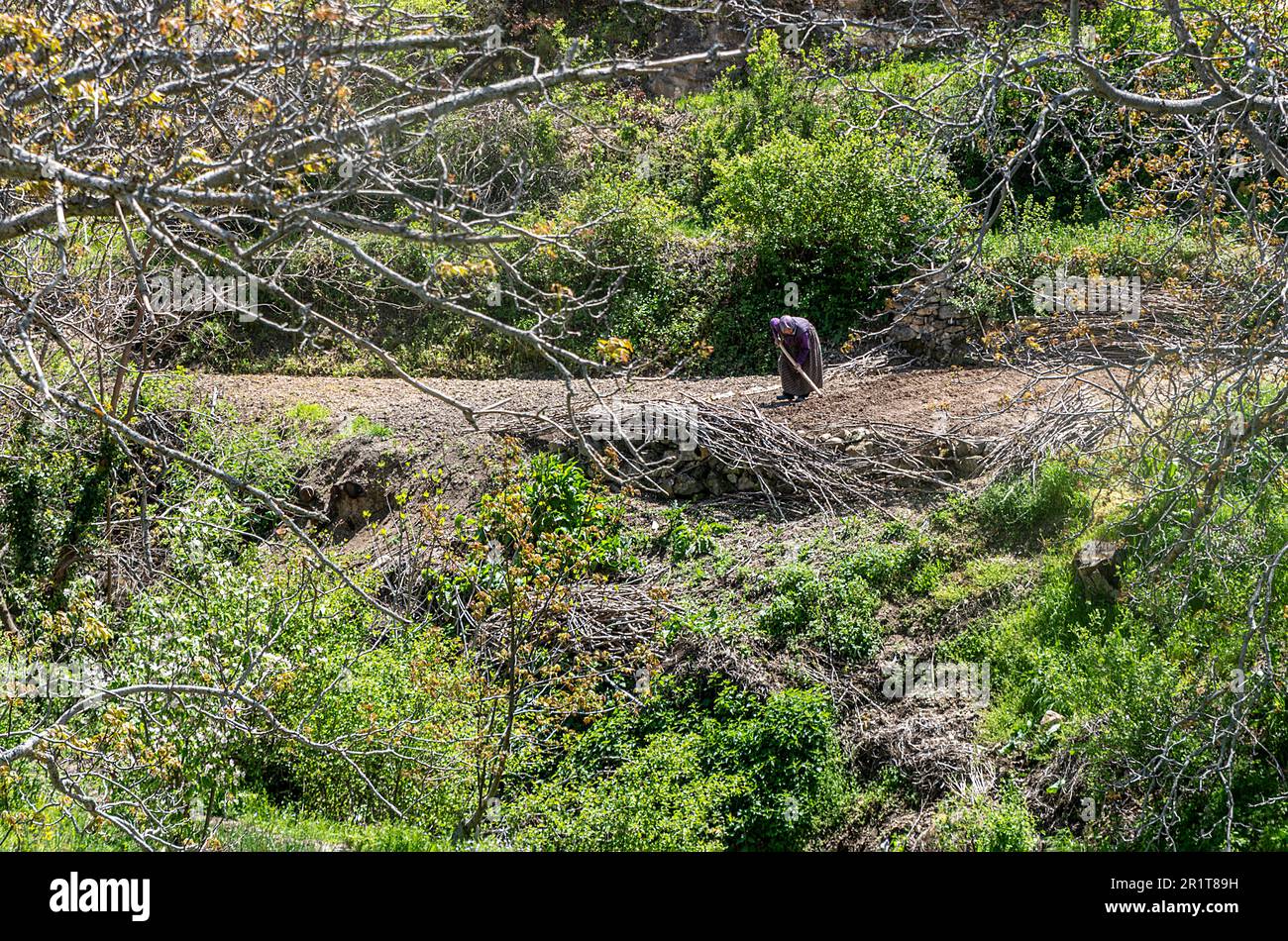 Die alte Frau, die ihren Garten im Dorf Simav Akdere hackt Stockfoto