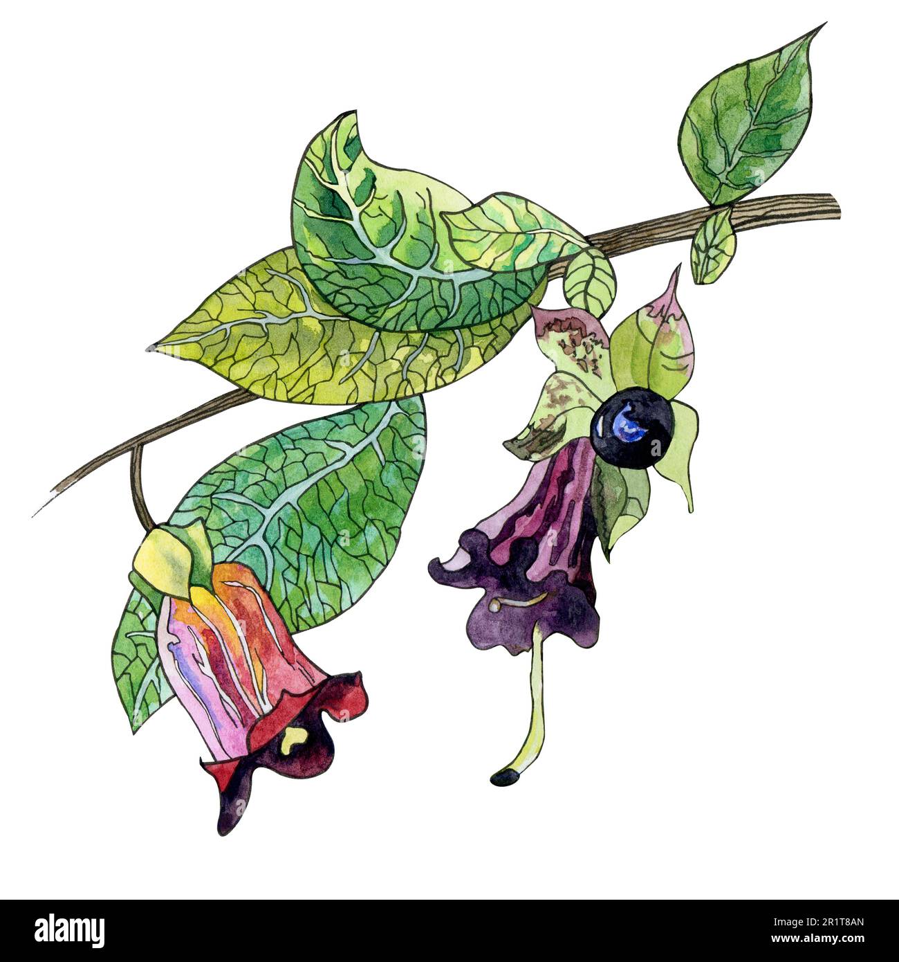 Ein Zweig Belladonna mit Blättern, Beeren und Blumen. Atropa Belladonna. Aquarelldarstellung mit schwarzer Umrandung, handgezeichnet. Stockfoto