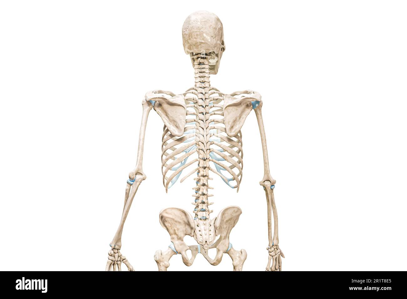 Vertebra bone -Fotos und -Bildmaterial in hoher Auflösung – Alamy