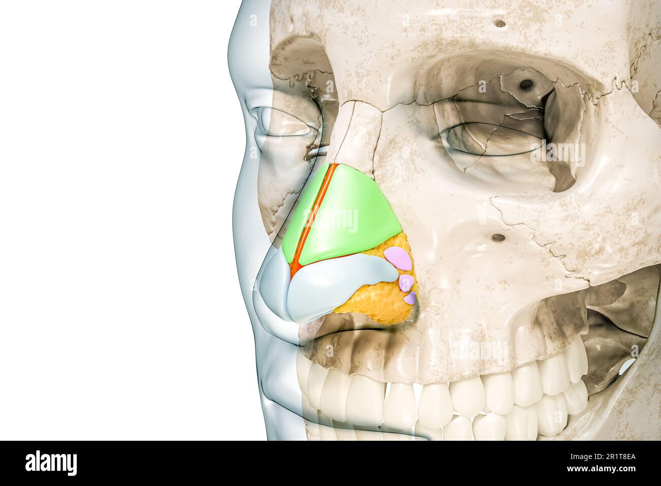 Nasenknorpel, gekennzeichnet mit Farben und Körperkonturen 3D-Darstellung isoliert auf Weiß mit Kopierbereich. Menschliches Skelett und Nasenanatomie, m Stockfoto