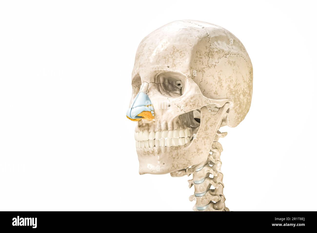 Schädel- und Nasenknorpel Konturen 3D-Darstellung isoliert auf Weiß mit Kopierbereich. Menschliches Skelett und Kopfanatomie, medizinisches Diagramm, oste Stockfoto