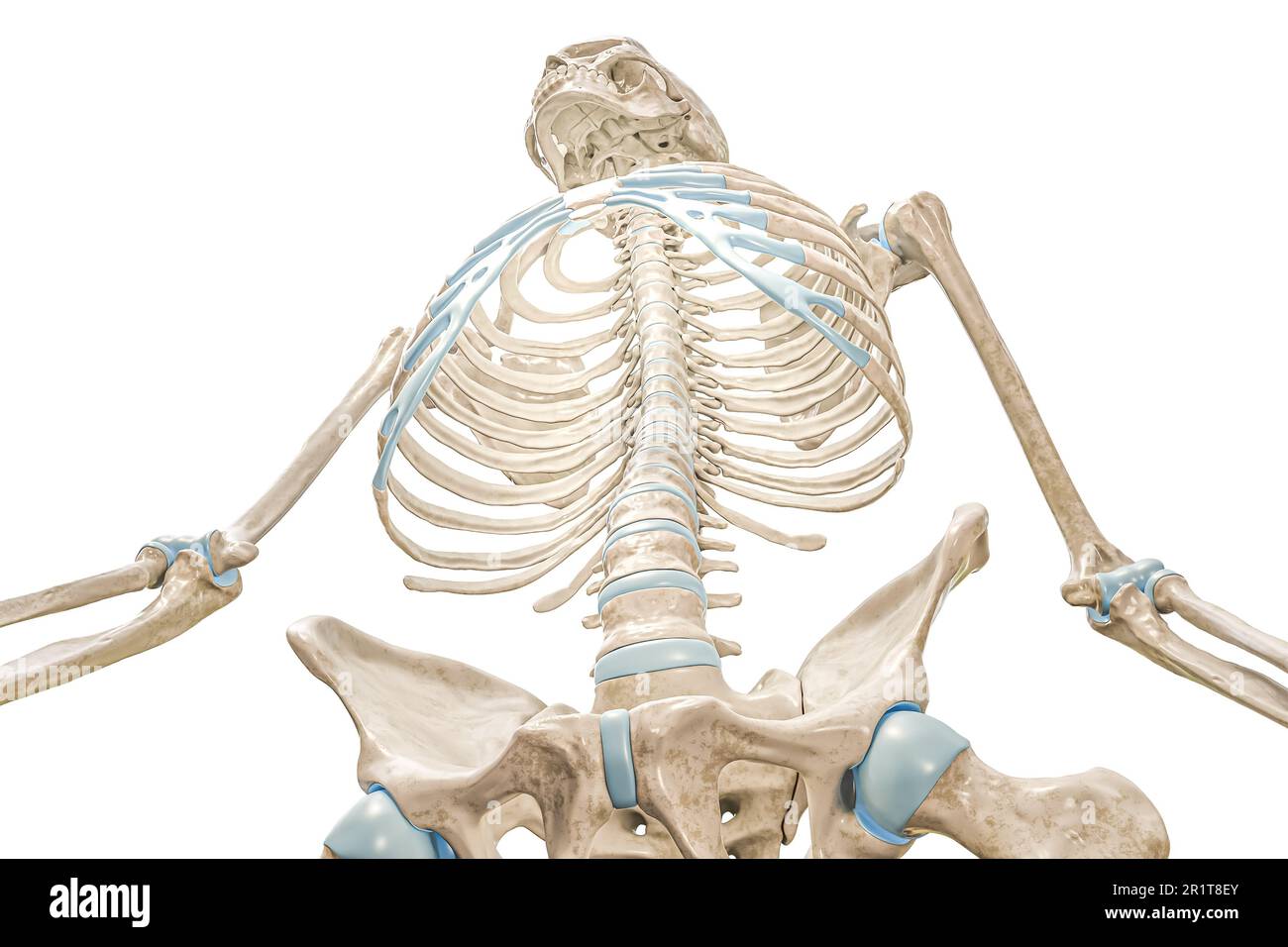 Wirbelsäule und Brustkorb aus der Vorderansicht mit niedrigem Winkel 3D-Rendering-Abbildung isoliert auf Weiß mit Kopierbereich. Anatomie des menschlichen Skeletts und der Brusthöhle, Stockfoto