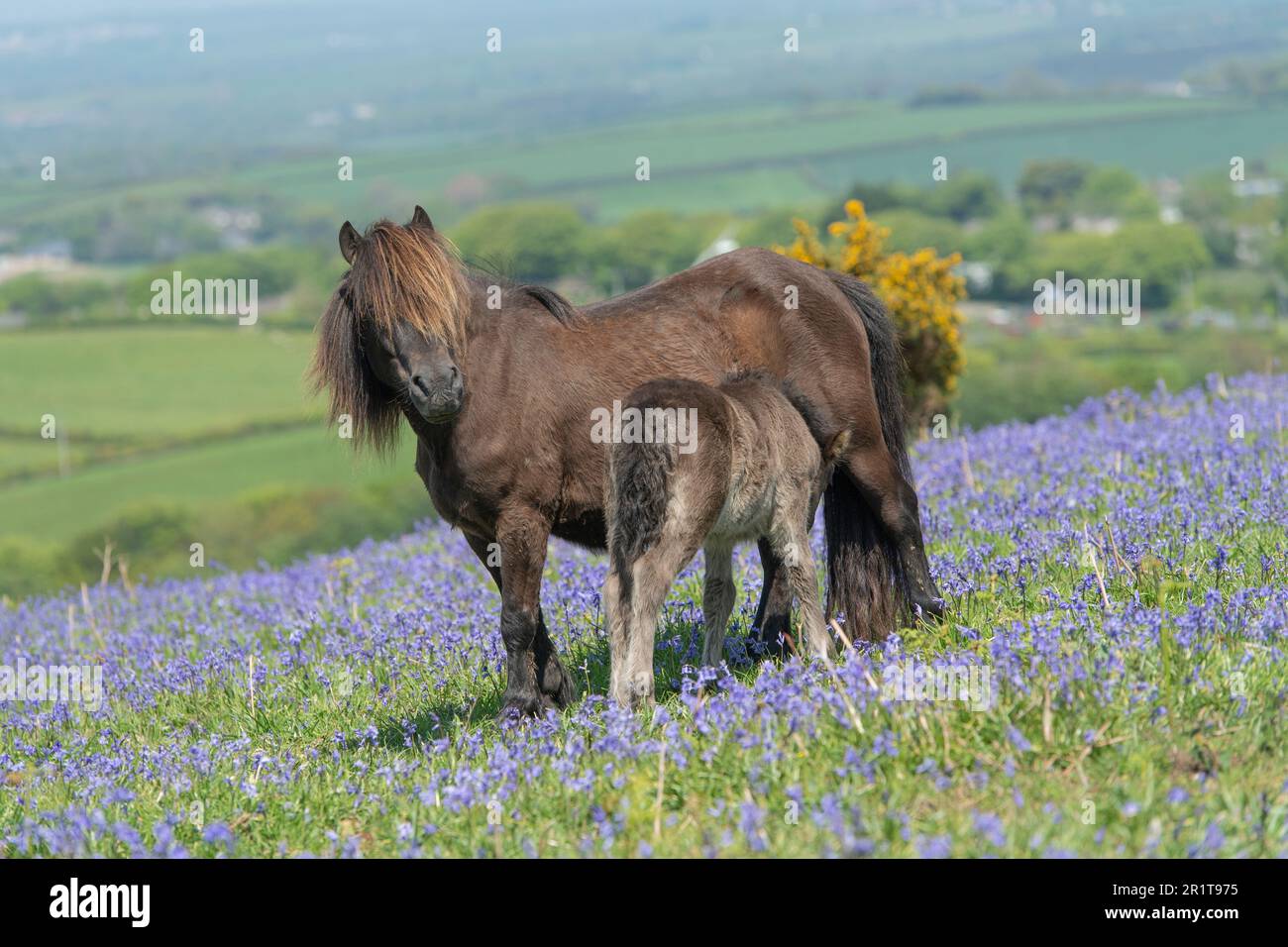 Dartmoor-Pony-Fohlen säugen an Mutter auf Dartmoor, Devon, England Stockfoto